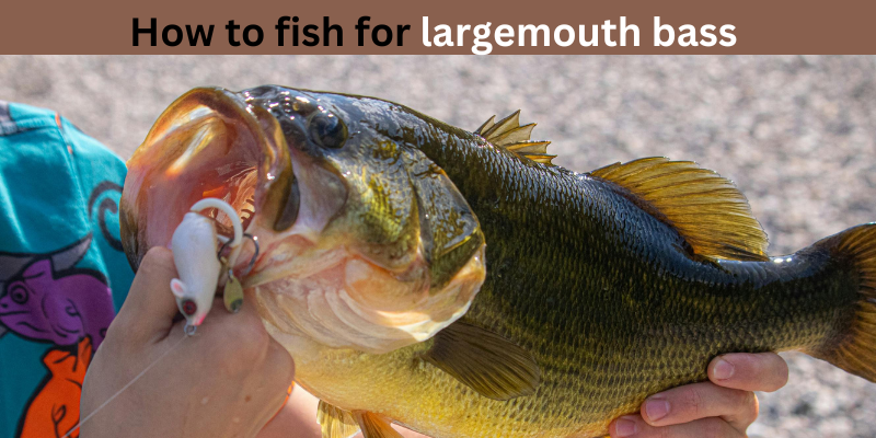 How to fish for largemouth bass